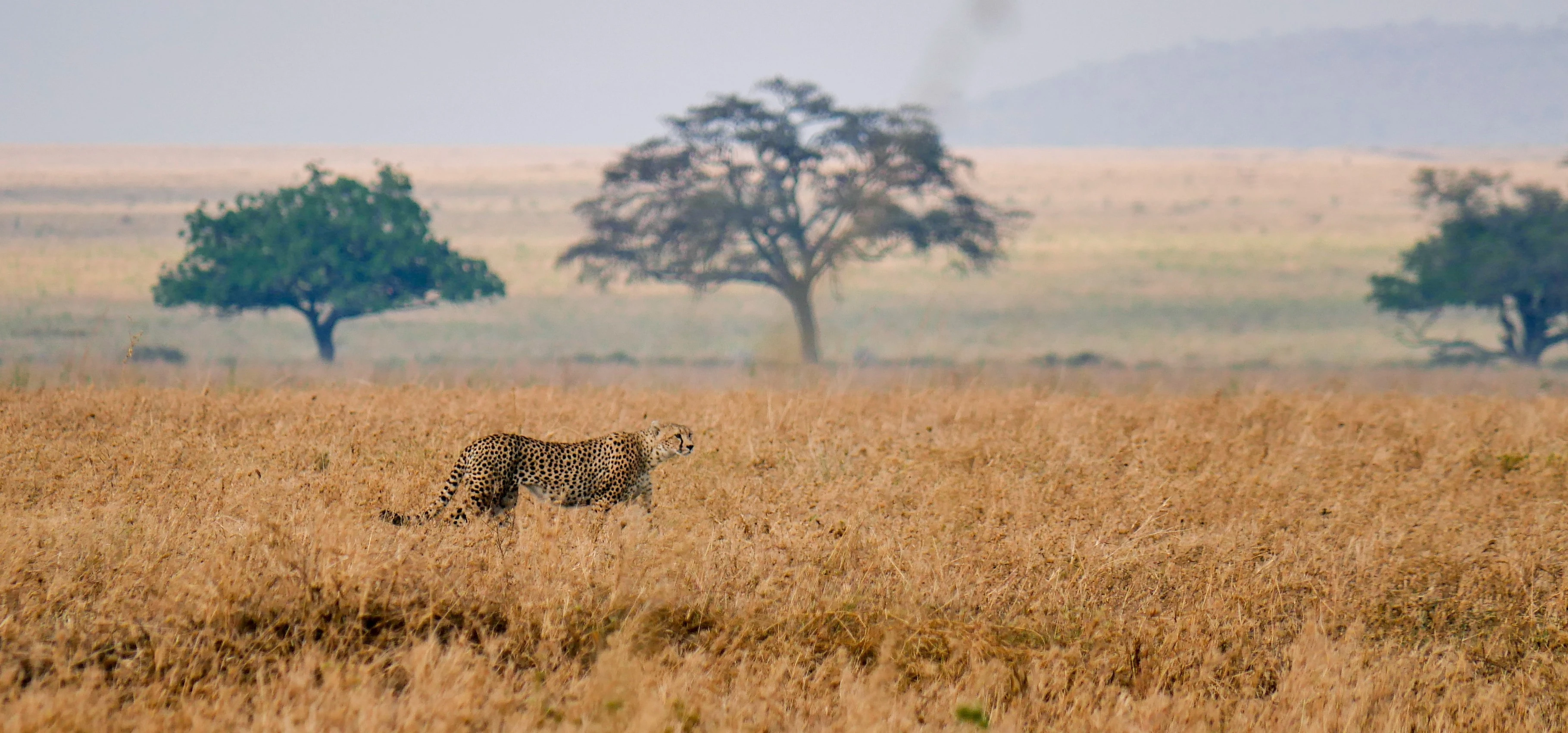 Cheetah in the Tanzanian Steppe